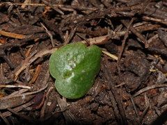 Corybas rotundifolius