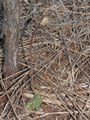 Corybas rotundifolius