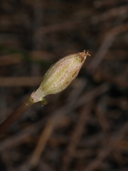 Corybas rotundifolius