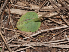 Corybas rotundifolius