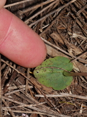 Corybas rotundifolius