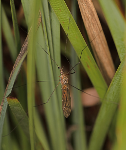 Ischnotoma (Ischnotoma) rufiventris