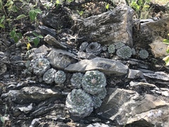 Strombocactus disciformis