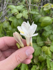 Freesia leichtlinii ssp. alba