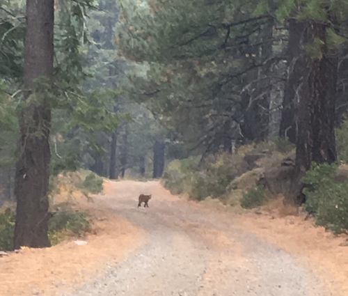 iNaturalist observation photo of Bobcat