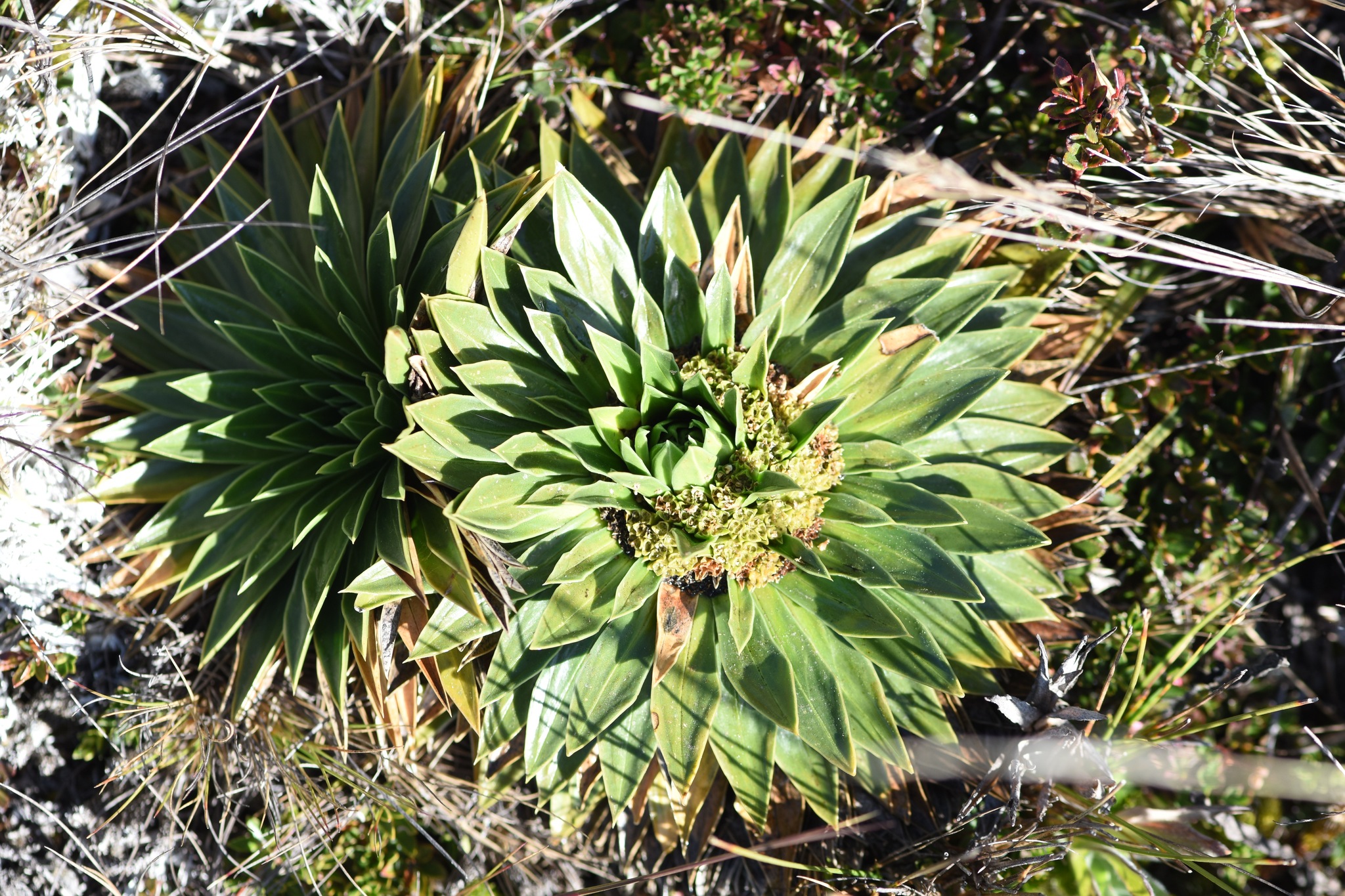 Caprifoliaceae image