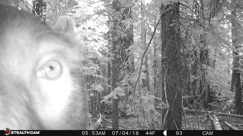 iNaturalist observation photo of American Black Bear