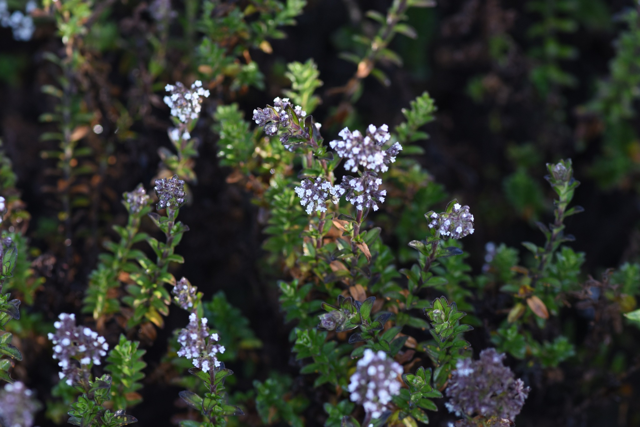 Caprifoliaceae image