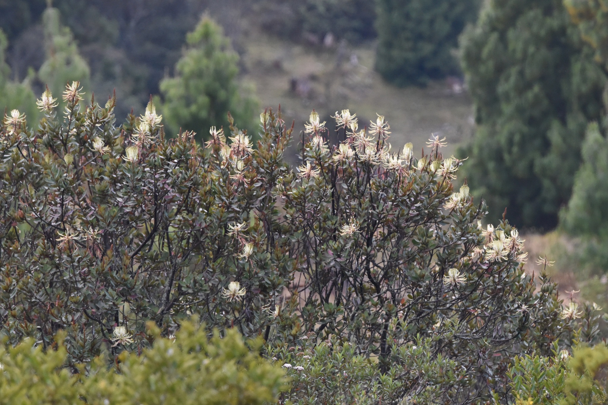 Oreocallis grandiflora image