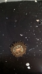 Anemonia sargassensis