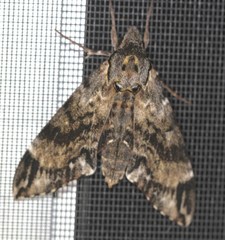 Psilogramma menephron