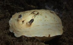 Aphelodoris varia