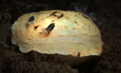 Aphelodoris varia