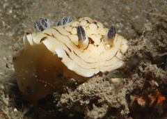 Aphelodoris varia