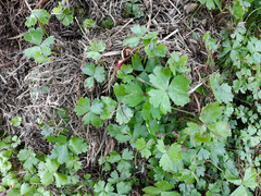 Hydrocotyle tripartita