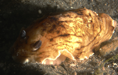 Aphelodoris varia