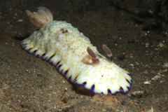 Goniobranchus aureopurpureus