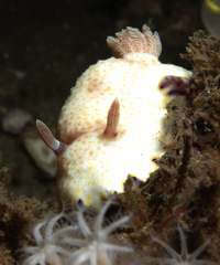 Goniobranchus aureopurpureus