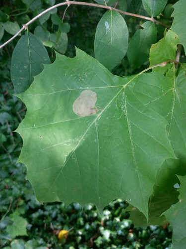 Sycamore Leaf Blotch Miner photo 2
