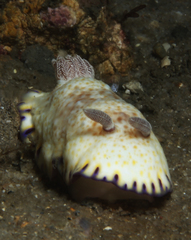 Goniobranchus aureopurpureus