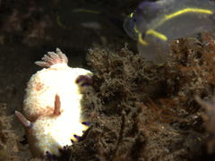 Goniobranchus aureopurpureus