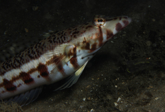 Parapercis stricticeps