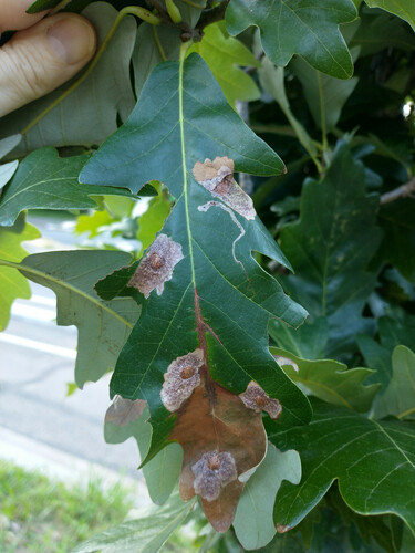 Oak Blotch Miner Moth photo 5