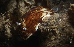 Aphelodoris varia