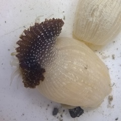 Actinostella flosculifera