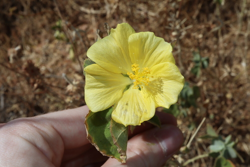 Image of Abutilon leucopetalum by (c) Thomas Mesaglio, some rights reserved (CC BY)