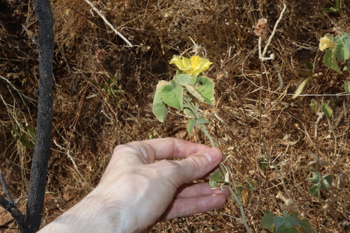 Image of Abutilon leucopetalum by (c) Thomas Mesaglio, some rights reserved (CC BY)
