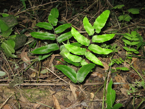 Diplaziopsis cavaleriana iNat (2)