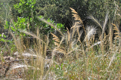 Elymus elymoides elymoides
