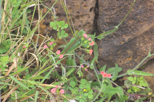 Medicago lupulina observed 2023-03-27