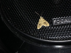 Lepidoptera