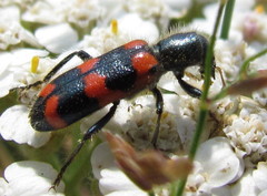 Trichodes nuttalli