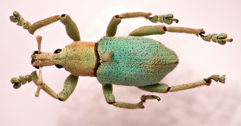 Eupholus bruyni