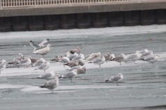Larus hyperboreus