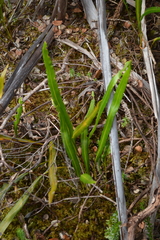 Elaphoglossum wawrae