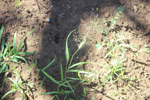 Eragrostis tenella observed 2023-03-27