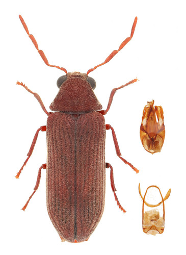 Representative image of Oligomerus