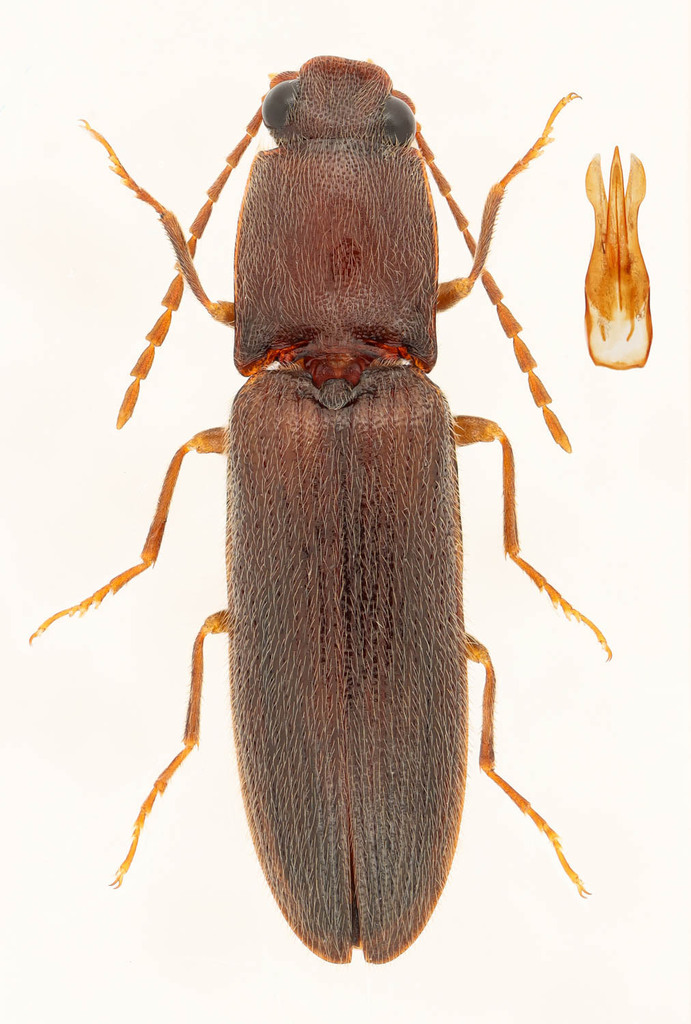 Grooved Click Beetle