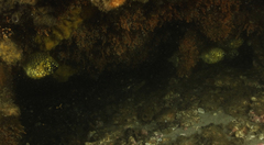 Cleidopus gloriamaris