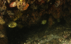 Cleidopus gloriamaris