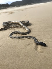 King's Seasnake photo 4