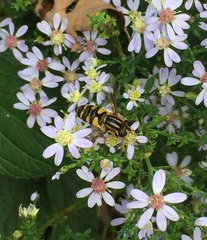 Helophilus fasciatus