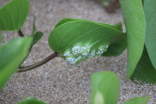 Albugo ipomoeae-pes-caprae, 2023-03-28