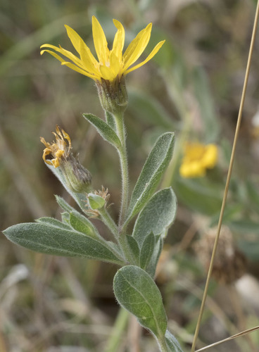 Heterotheca depressa (Rydb.) Dorn