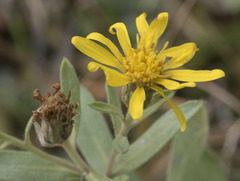 Heterotheca depressa