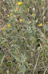 Heterotheca depressa